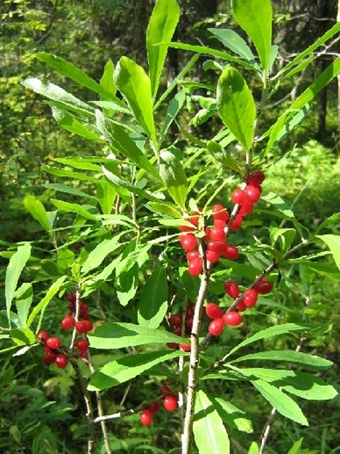 Գայլահատ մահացու - Волчеягодник смертельный - Daphne mezereum L.